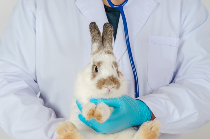 weterynarz  trzymający królika